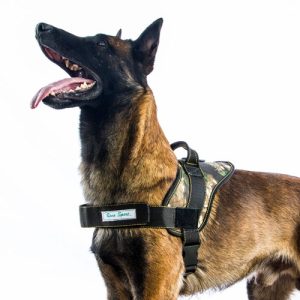 Harness, Saddle Type